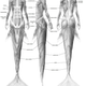 Illustration for article titled A Gorgeous Dissection of Mermaid Anatomy